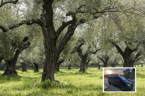From Athens: Wine, Oil, & Cheese Tasting in Nemea & Argolis