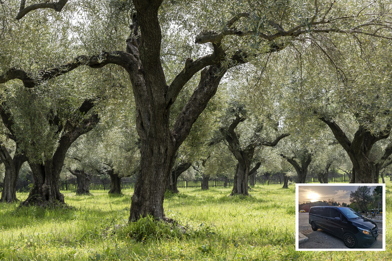 From Athens: Wine/oliveoil/cheese tasting in Nemea & Argolis Pickup and/or drop off at Piraeus Port