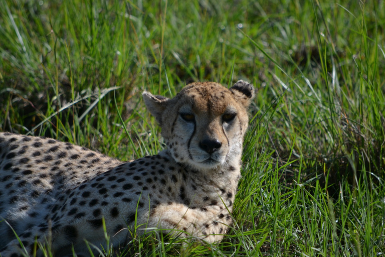 Nairobi Halbtagestour in einem Landcruiser und alle Parkgebühren