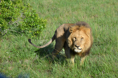 Nairobi Halbtagestour in einem Landcruiser und alle Parkgebühren