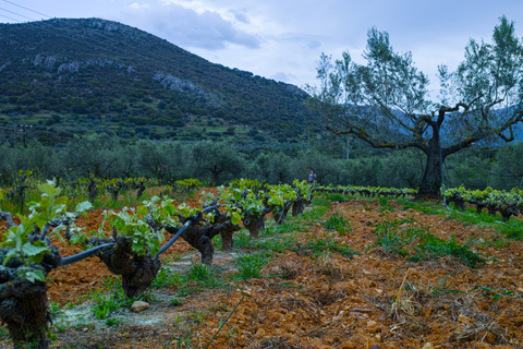 From Athens: Wine/oliveoil/cheese tasting in Nemea & Argolis Pickup and/or drop off at Piraeus Port