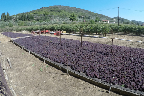 Depuis Athènes : Dégustation de vin, d'huile d'olive et de fromage à Némée et ArgolisPrise en charge et/ou dépose au port du Pirée