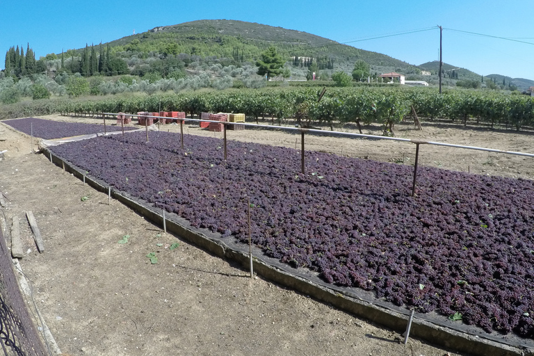 Depuis Athènes : Dégustation de vin, d'huile d'olive et de fromage à Némée et ArgolisPrise en charge et/ou dépose au port du Pirée