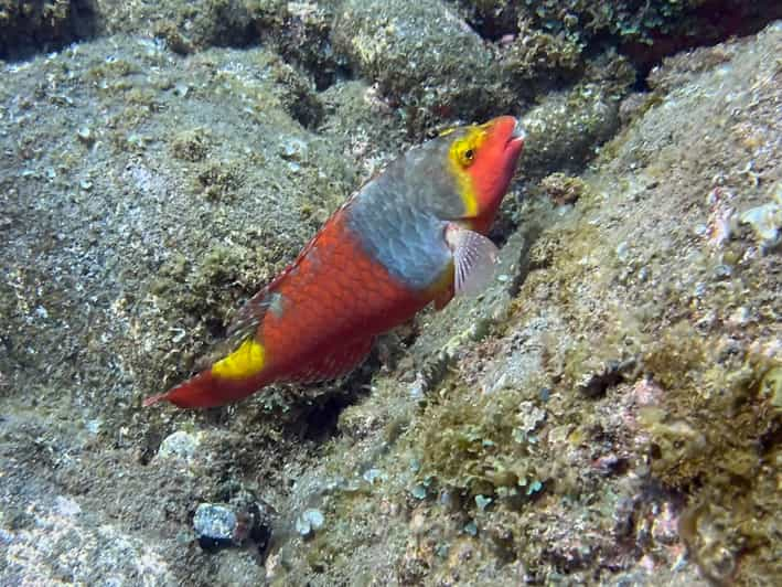 Madeira: Garajau Marine Reserve Guided Snorkeling Tour | GetYourGuide