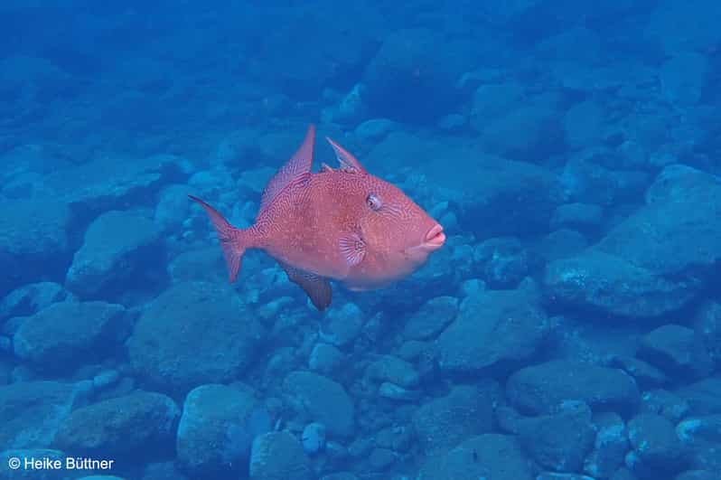 Madeira: Garajau Marine Reserve Guided Snorkeling Tour | GetYourGuide