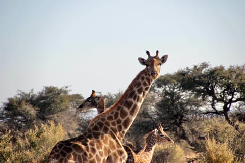 Van Windhoek: 3-daagse Etosha met lodge-accommodatie