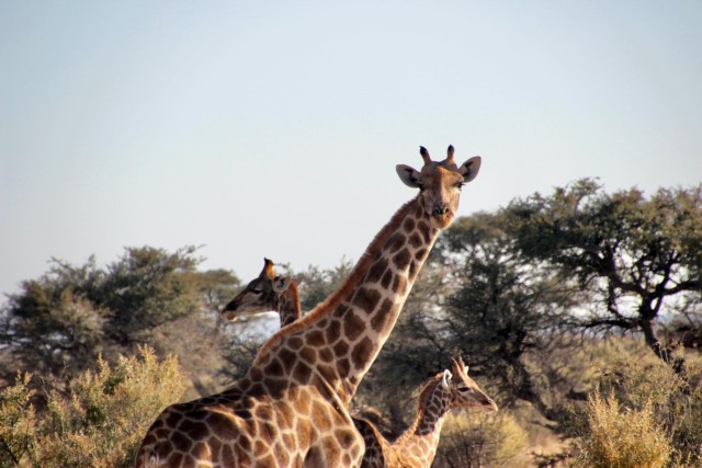 Visit From Windhoek 3-Day Etosha with Lodge Accommodation in Etosha National Park