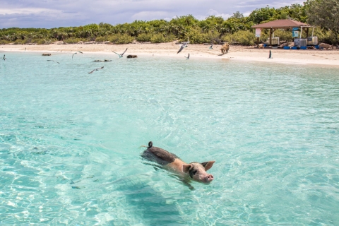 Z Nassau: Exuma Iguanas, Sharks & Swimming Pigs Day TourExuma Legwany, rekiny i pływające świnki Day Tour - Grupa