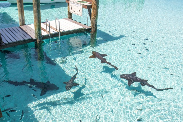 Visit From Nassau Exuma Iguanas, Sharks & Swimming Pigs Day Tour in Nassau