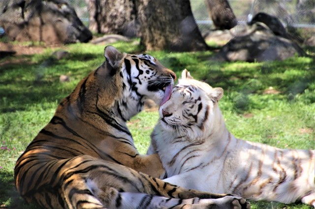 Visit Alpine Lions Tigers & Bears Animal Sanctuary Guided Visit in Julian, California, USA