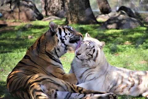 Alpine: Lions Tigers & Bears - Bezoek dierenopvangExotic Animal Sanctuary Weekdag (wo, do, vr) Bezoek