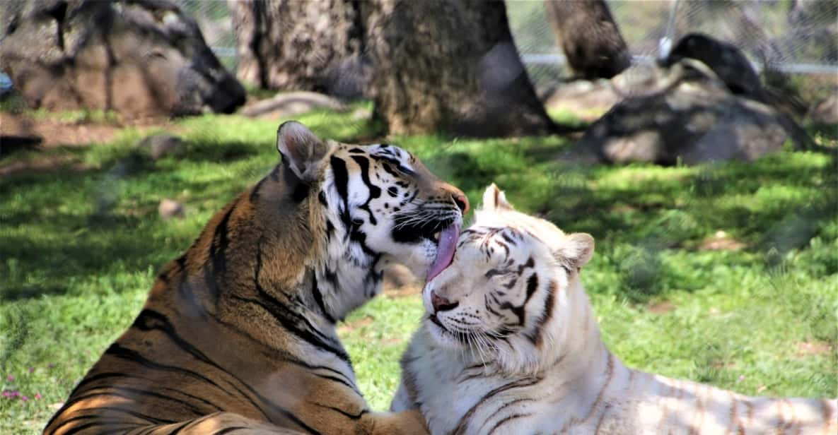 Lions, Tigres and Bears