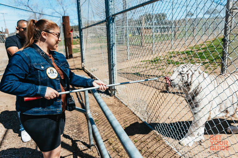 Alpine: visita e alimentação do Santuário de Tigres e Ursos do LionsAlpine: Excursão e alimentação do Santuário de Leões, Tigres e Ursos