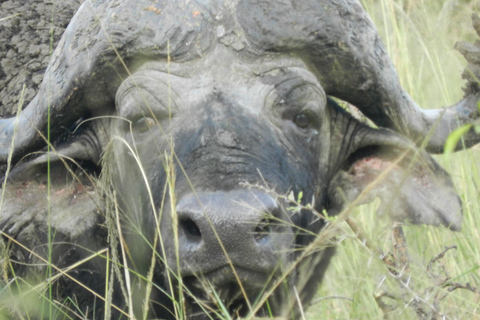 هلوهلوي ملحمة إكسبلورر - رحلات السفاري والريفية