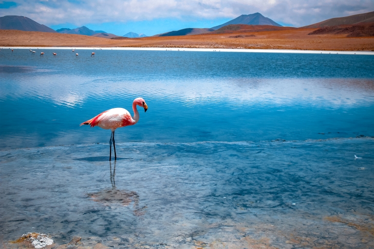 From La Paz: 5Day Tour Uyuni + Andean Lagoons with Bus Ride