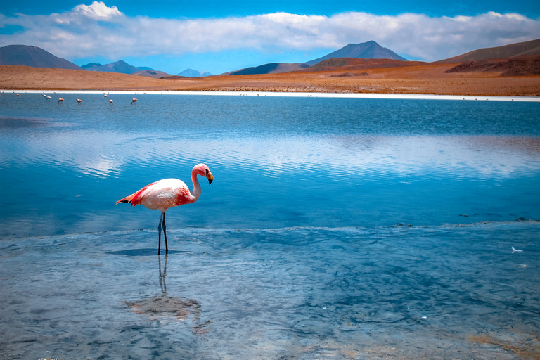 Från La Paz: Uyuni och Andinska lagunerna 5-dagars guidad turFrån La Paz: Uyuni + Andinska sjöar med bussresa