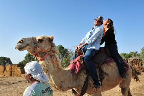 Agadir/Taghazout: Camel Riding and Flamingo River Tour Sunset Camel Ride with Dinner