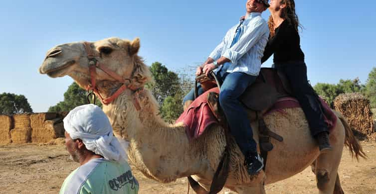 Agadir Camel Ride Beach Tour Experience Getyourguide