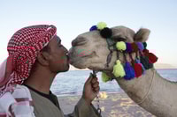 Agadir or Taghazout, Camel Riding and Flamingo River Tour - Housity