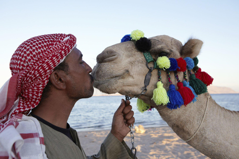 Agadir/Taghazout: Kamelenrit en Flamingo riviertourKameelrit bij zonsondergang op het strand