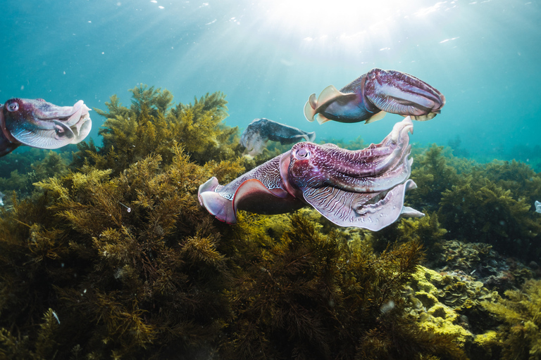 From Adelaide: Swim with the Giant Cuttlefish 3 day tour Twin Share room per person