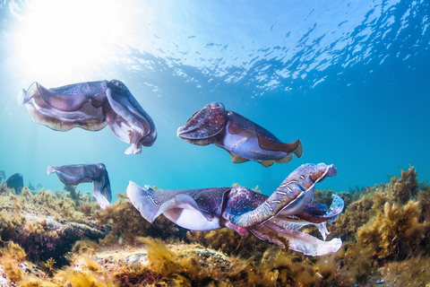 From Adelaide: Swim with the Giant Cuttlefish 3 day tour Twin Share room per person