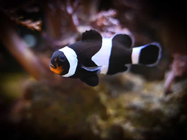 Köln Kölner Zoo Sommereintrittskarte inkl. Aquarium GetYourGuide