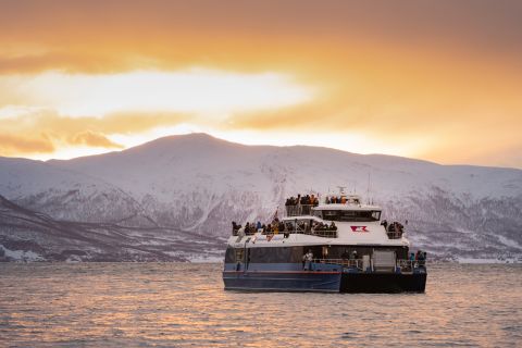 Fra Tromsø: Hval- og arktisk dyrelivsafari med katamaran