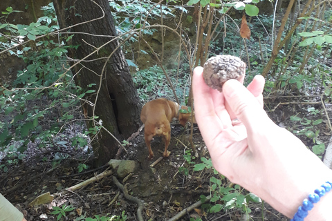 Langhe: Truffle Hunting Experience 1.5-Hour Shared Tour