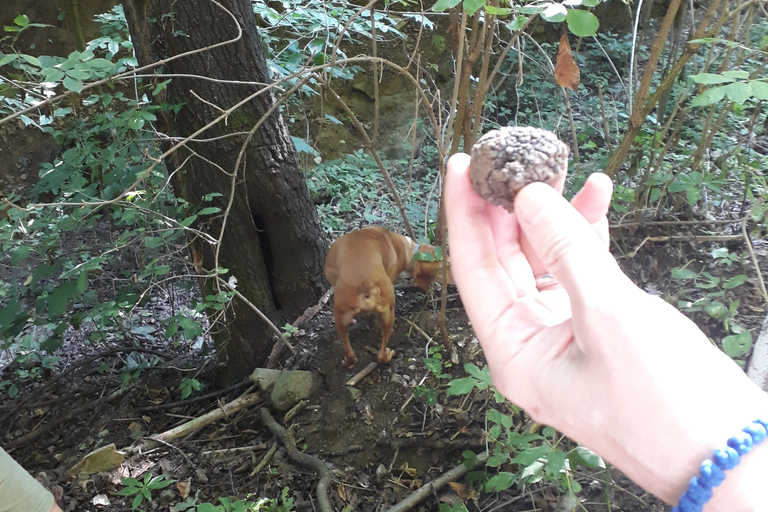 Langhe: Truffle Hunting Experience 1.5-Hour Shared Tour