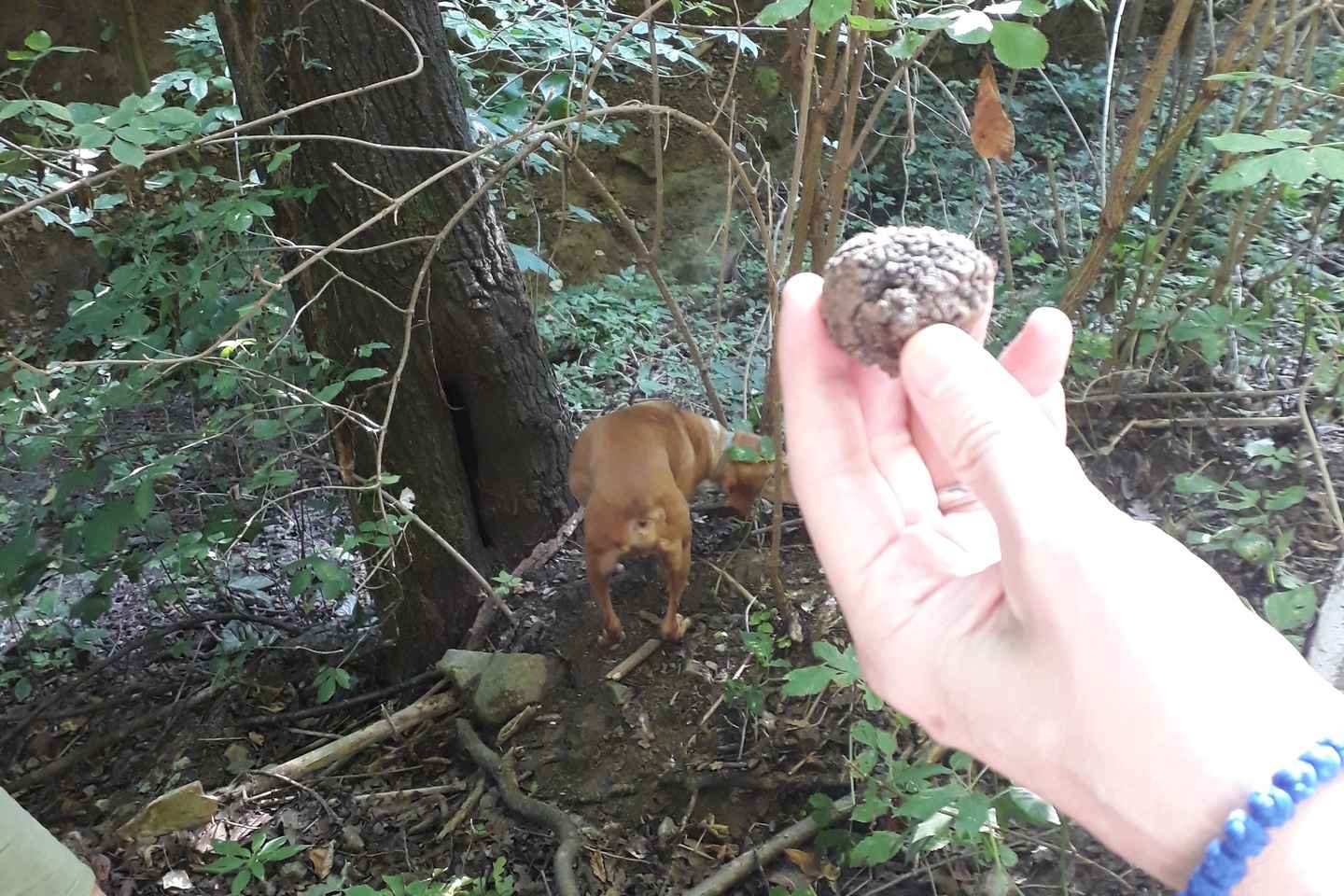 Ланге: Охота за Трюфелями