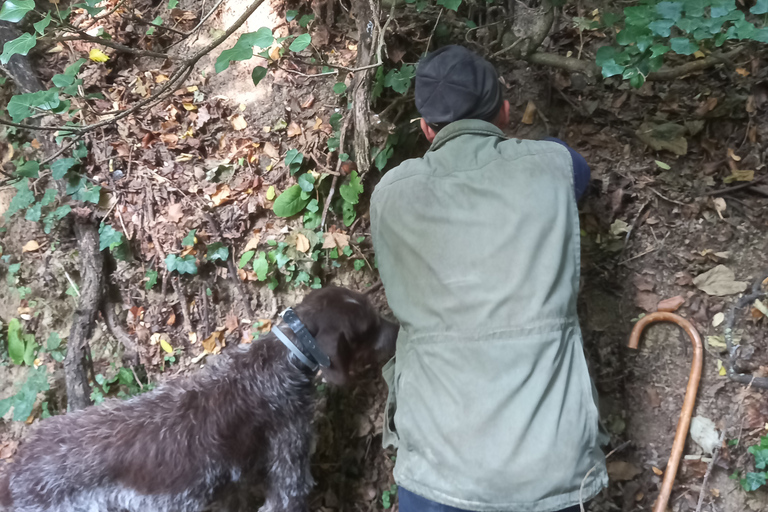 Langhe: Truffle Hunting Experience 1.5-Hour Shared Tour