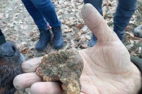 Langhe: Truffle Hunting Experience 1.5-Hour Shared Tour