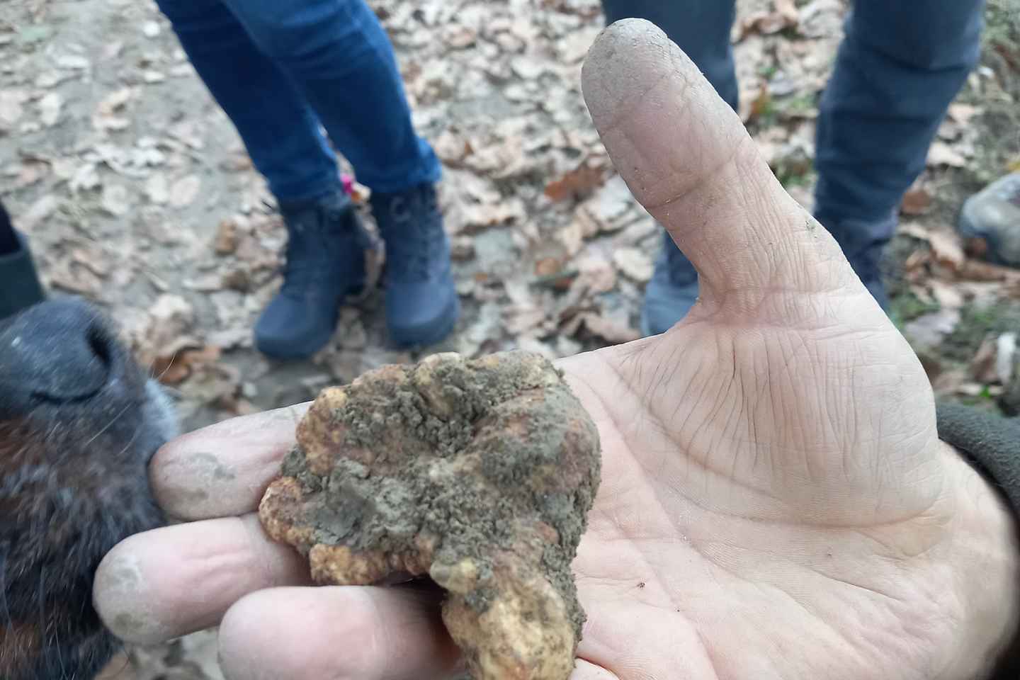 Ланге: Охота за Трюфелями