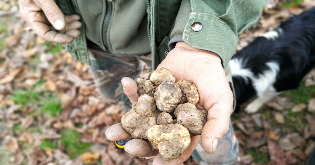Langhe Truffle Hunting Experience GetYourGuide