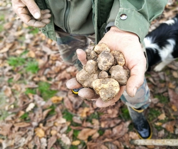 Langhe: Experiência de caça às trufas