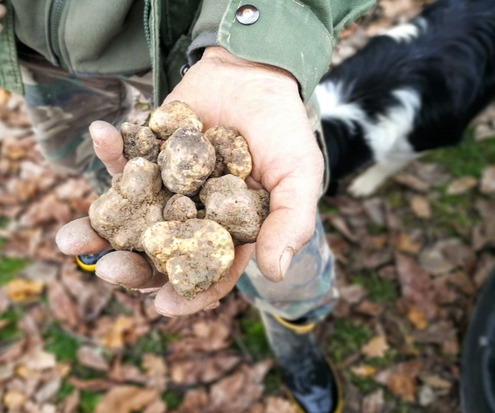 Langhe: Truffle Hunting Experience