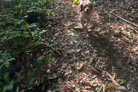 Langhe: Truffle Hunting Experience 1.5-Hour Shared Tour