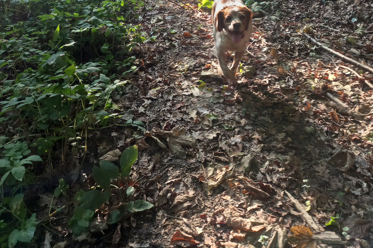 Langhe: Truffle Hunting Experience 1.5-Hour Shared Tour