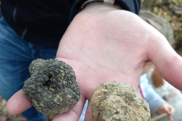 Langhe: Truffle Hunting Experience 1.5-Hour Shared Tour