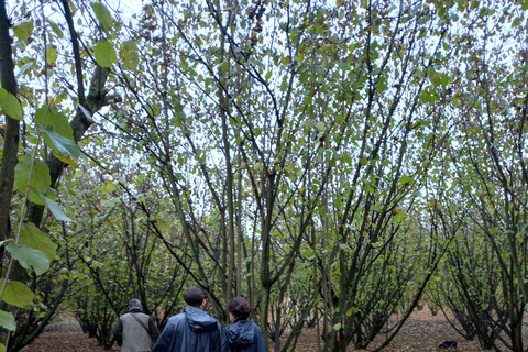 Langhe: Truffle Hunting Experience 1.5-Hour Shared Tour