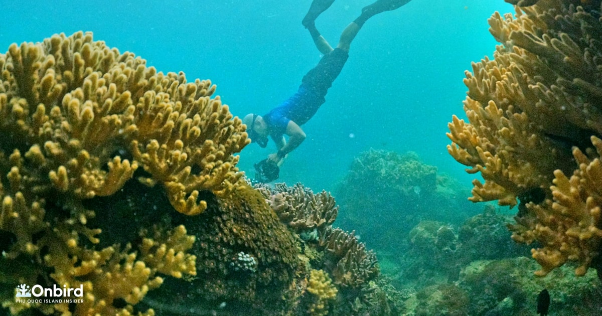 Best Family & Friend Day Trips and Activities in Vietnam 112 South Phu Quoc: Pro Snorkeling Tour by Speedboat -Max 10 Pax