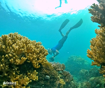 Sul de Phu Quoc: Excursão de snorkeling profissional em lancha rápida