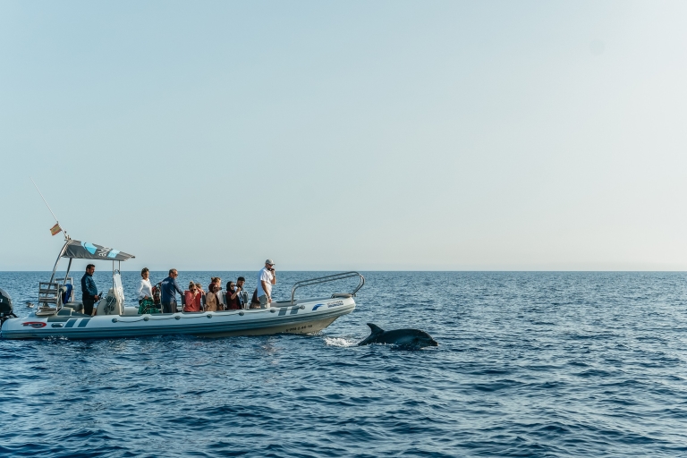 Alcudia/Can Picafort : Croisière guidée d'observation des dauphins au lever du soleilCroisière avec prise en charge aller-retour à votre hôtel