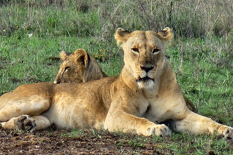 Nairobi National park sunrise game drive with pickup/dropoff