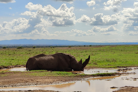 Nairobi National park sunrise game drive with pickup/dropoff