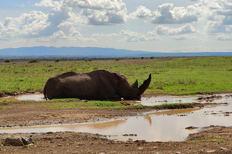 Nairobi National park sunrise game drive with pickup/dropoff