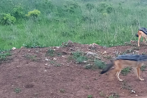 Nairobi National park sunrise game drive with pickup/dropoff