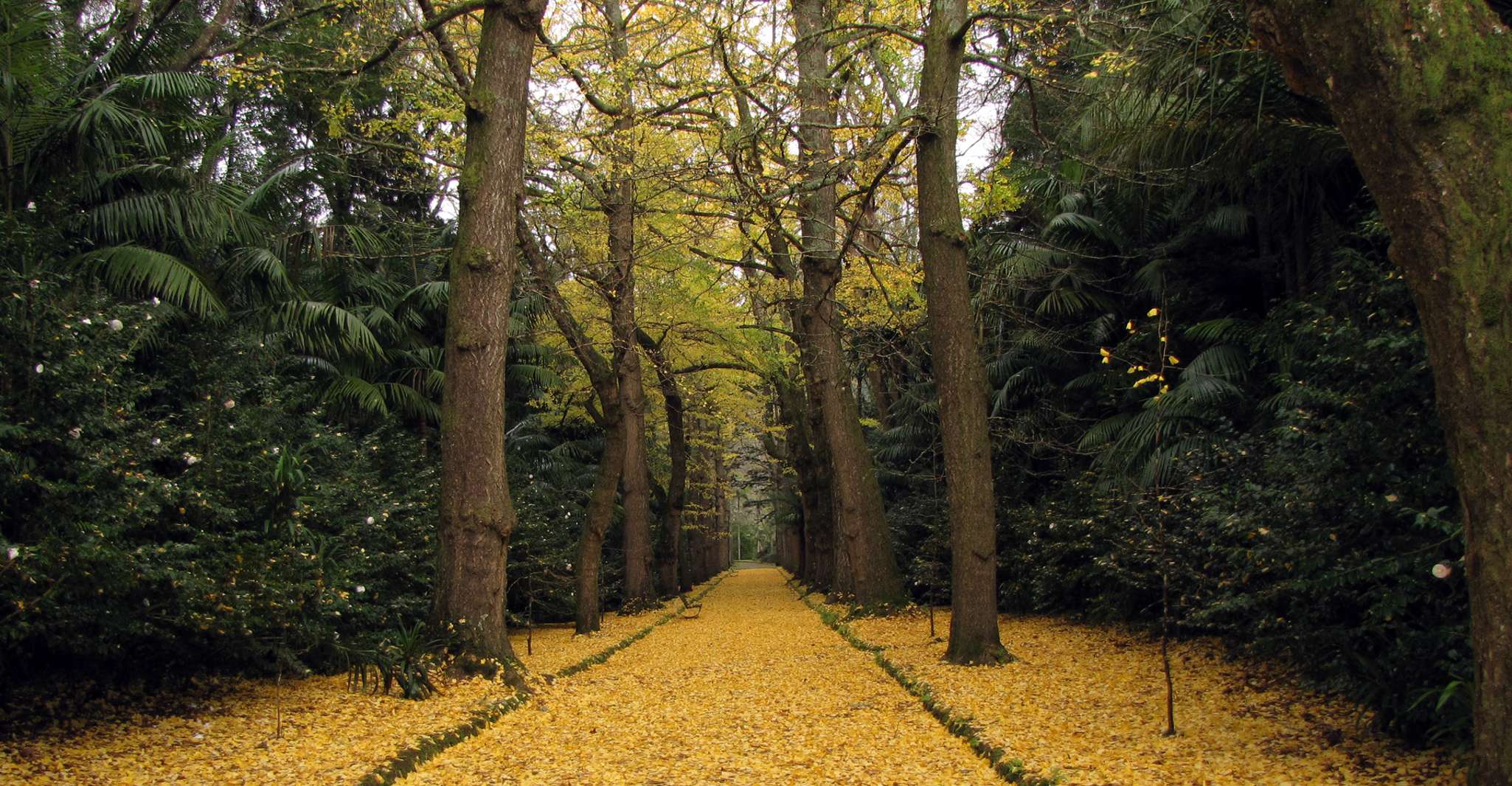 Furnas & Terra Nostra Botanic Park Guided Tour w/ Hotsprings - Housity