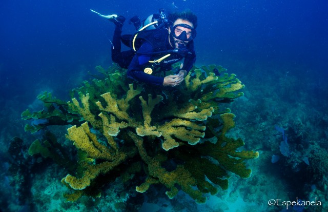 Visit Discover Scuba Diving Costa Maya's reef experience in Bacalar, Quintana Roo, Mexico